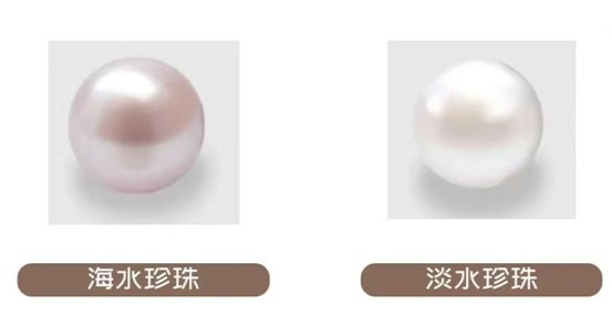 珍珠有哪些品种.jpg
